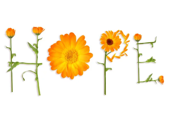 Word Hope Made Beautiful Calendula Flowers White Background — Stockfoto