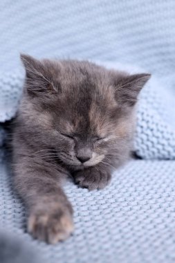 Şirin pofuduk kedi yavrusu açık mavi örgü battaniyeyle uyuyor.
