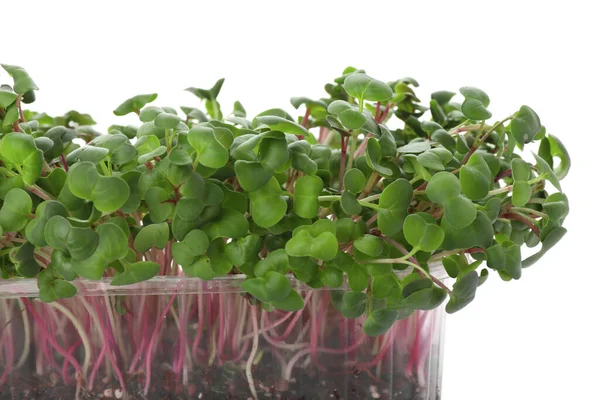 Microgreens Rábano Fresco Recipiente Plástico Sobre Fondo Blanco — Foto de Stock