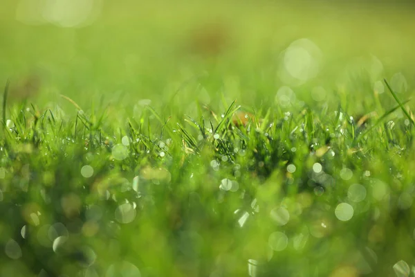 stock image Beautiful green grass with dew on nice sunny morning, closeup