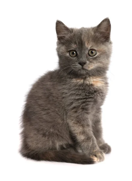 浅灰背景的可爱绒毛小猫 — 图库照片