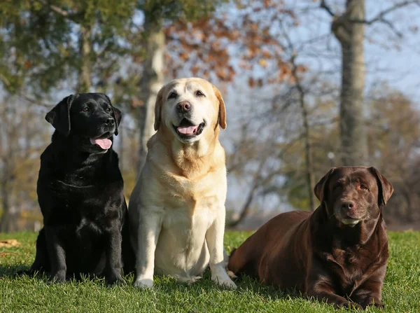 Fofos Diferentes Labradores Parque Dia Ensolarado — Fotografia de Stock