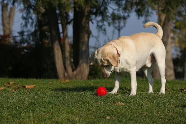 Labrador Kuning Dengan Bola Taman Pada Hari Yang Cerah — Stok Foto