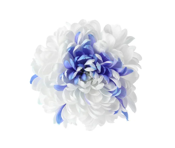 Красивый Цветущий Цветок Хризантемы Изолирован Белом — стоковое фото