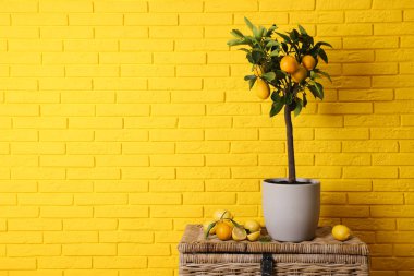 Minimalist iç tasarım için fikir. Küçük saksı limon ağacı ve hasır sandıkta parlak sarı tuğla duvarın yanında bir sürü meyve, yazı için yer.