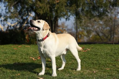 Sarı Labrador güneşli bir günde parkta