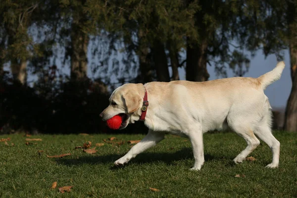 Labrador Amarelo Busca Bola Parque Dia Ensolarado — Fotografia de Stock