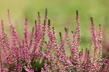 Heather çalıları, güzel çiçekler, yakın plan.