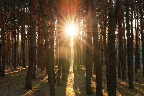 Beautiful View Sun Shining Trees Conifer Forest Sunset — Fotografia de Stock