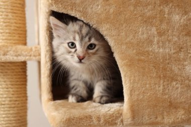 Şirin pofuduk kedi yavrusu kedi ağacında evi keşfediyor.