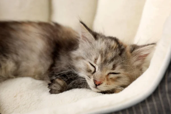 Gatinho Fofo Bonito Dormindo Cama Estimação — Fotografia de Stock