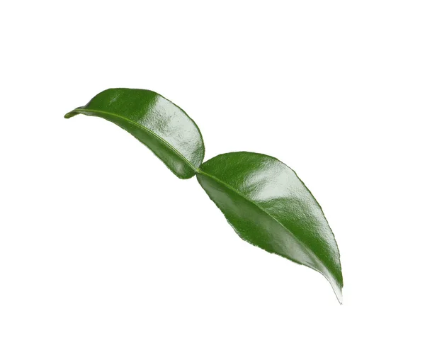 Groen Blad Van Bergamotplant Geïsoleerd Wit — Stockfoto