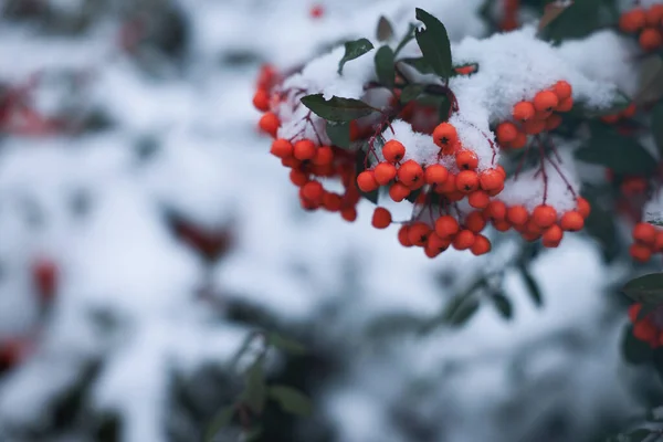 Berries Rowan Tree Branch Covered Snow Outdoors Space Text — Stock Photo, Image