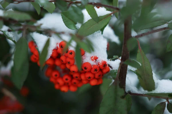 Beeren Auf Ebereschenzweig Freien Mit Schnee Bedeckt Nahaufnahme — Stockfoto