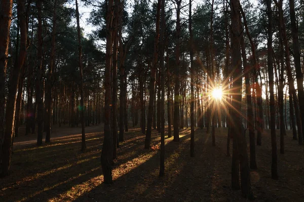 Bela Vista Sol Brilhando Através Árvores Floresta Coníferas Pôr Sol — Fotografia de Stock