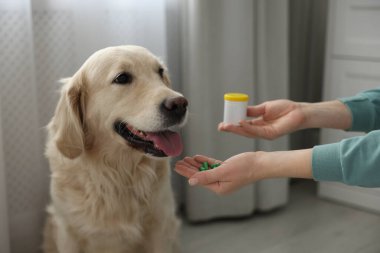Evdeki sevimli köpeğe hap veren bir kadın, yakın plan. Hayvan için vitaminler