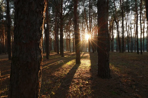 Beautiful View Sun Shining Trees Conifer Forest Sunset — Foto Stock