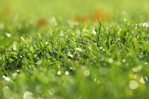 Beautiful Green Grass Dew Nice Sunny Morning Closeup — Stock Photo, Image