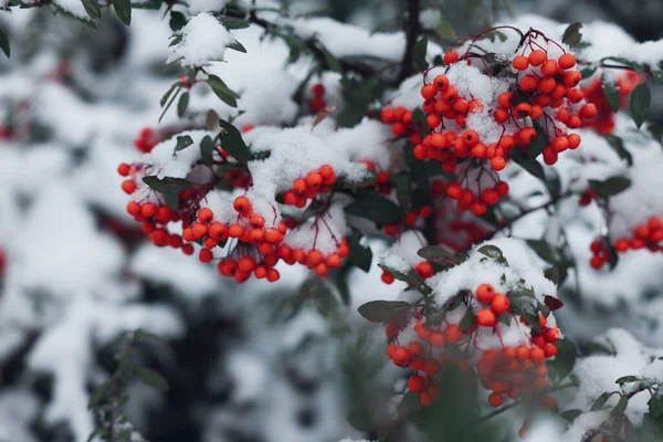 Bagas Galho Árvore Rowan Coberto Com Neve Livre — Fotografia de Stock