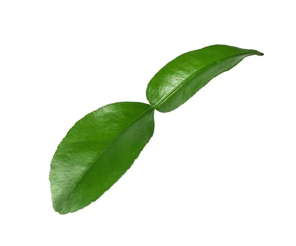 Folha Verde Bergamota Isolado Branco — Fotografia de Stock
