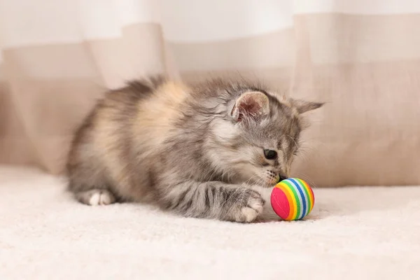 Schattig Pluizig Kitten Met Bal Thuis — Stockfoto