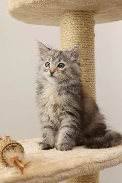 Cute Fluffy Kitten Toy Cat Tree Light Background — Stock Photo, Image