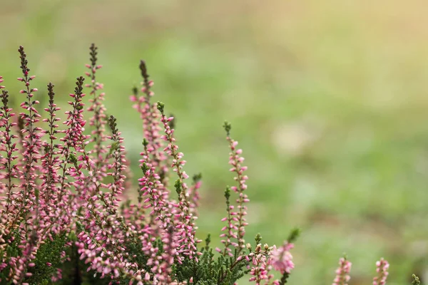 Heather Buske Med Vackra Blommor Utomhus Plats För Text — Stockfoto