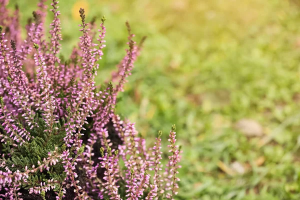 Arbusto Brezo Con Hermosas Flores Aire Libre Espacio Para Texto —  Fotos de Stock