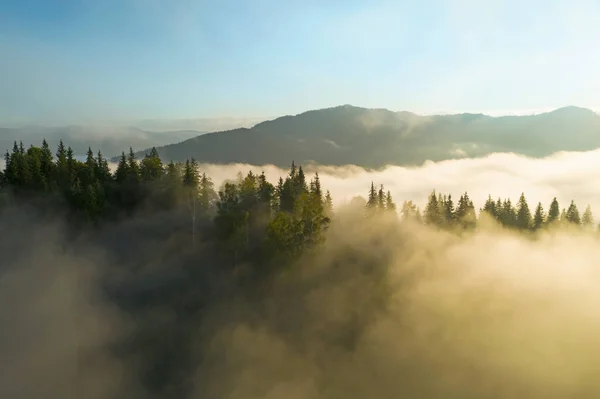 Veduta Aerea Belle Montagne Alberi Conifera Sulla Nebbia Mattina — Foto Stock