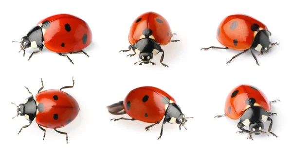 Set Beautiful Ladybugs White Background Banner Design — Stock Photo, Image