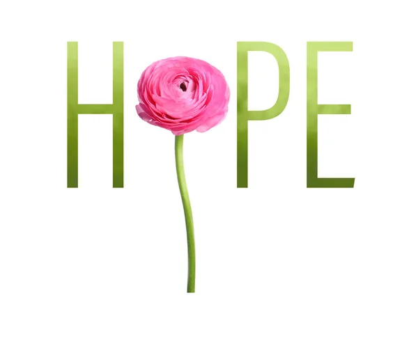 Ordet Hope Laget Med Bokstaver Vakker Ranunculus Hvit Bakgrunn – stockfoto
