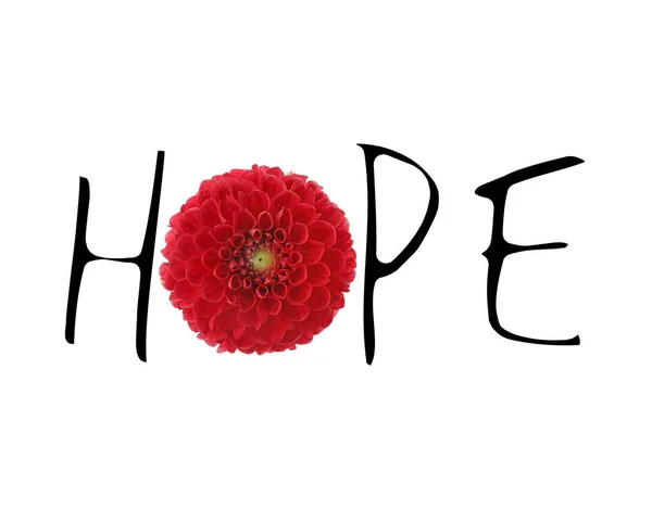Slovo Hope Písmen Krásné Červené Květy Dahlia Bílém Pozadí — Stock fotografie