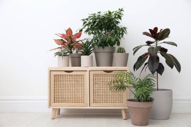 Beyaz duvarın yanında birçok farklı ev bitkisi var.