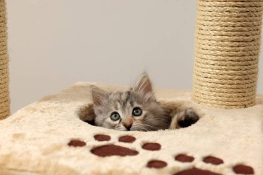 Şirin pofuduk kedi yavrusu arka planda kedi ağacını keşfediyor.