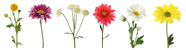 Set Different Beautiful Chrysanthemum Flowers White Background Banner Design — Stock Photo, Image