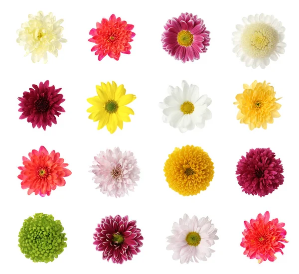 Set Mit Schönen Chrysanthemenblüten Auf Weißem Hintergrund — Stockfoto