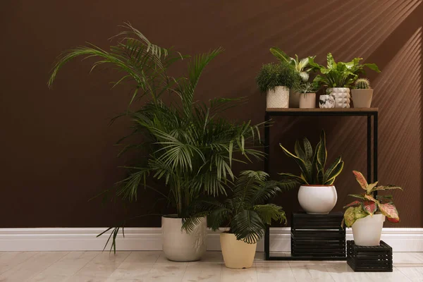 Beaucoup Plantes Intérieur Différentes Près Mur Brun Dans Chambre — Photo