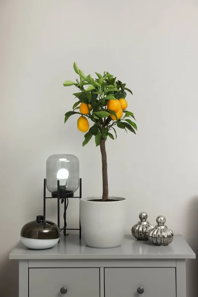 Pottade Citronträd Med Mogna Frukter Byrå Rummet — Stockfoto