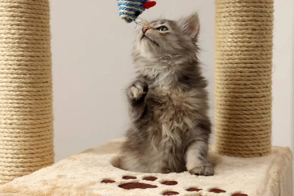 Cute fluffy kitten playing with toy mouse on cat tree against light background