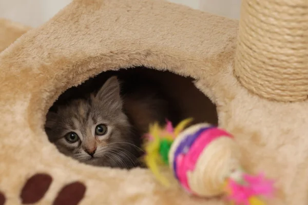 Niedliche Flauschige Kätzchen Erkunden Katzenbaum Hause — Stockfoto