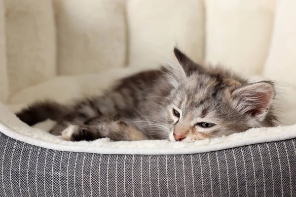 Schattig Pluizig Kitten Rustend Huisdier Bed — Stockfoto