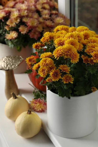 Hermosas Flores Crisantemo Maceta Calabazas Alféizar Ventana Interior —  Fotos de Stock