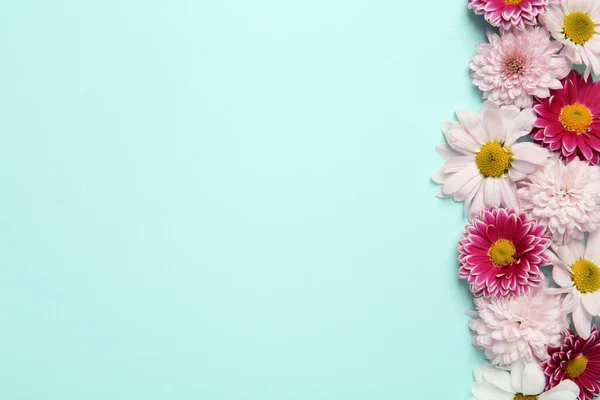 Prachtige Chrysant Bloemen Lichtblauwe Achtergrond Plat Gelegd Ruimte Voor Tekst — Stockfoto