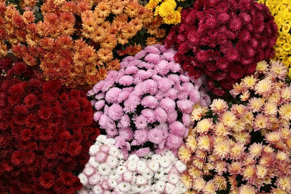 背景として美しい異なる色の菊の花のトップビュー — ストック写真