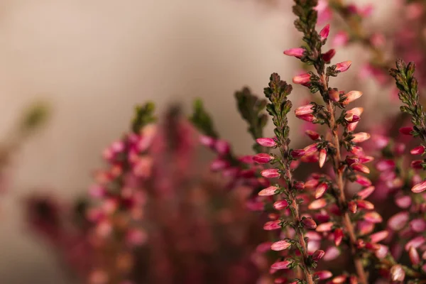 Heather Shrub Twigs Beautiful Flowers Light Background Closeup — Stock Photo, Image