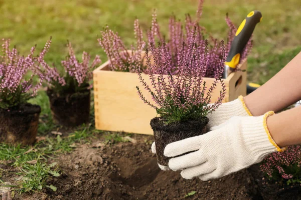 Mujer Plantando Arbusto Brezo Floreciente Aire Libre Primer Plano —  Fotos de Stock