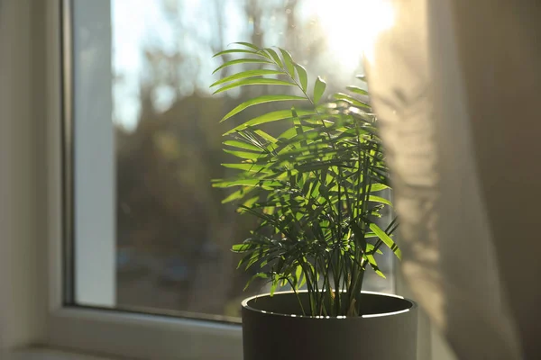 Vacker Grön Krukväxt Nära Fönstret Inomhus Plats För Text — Stockfoto