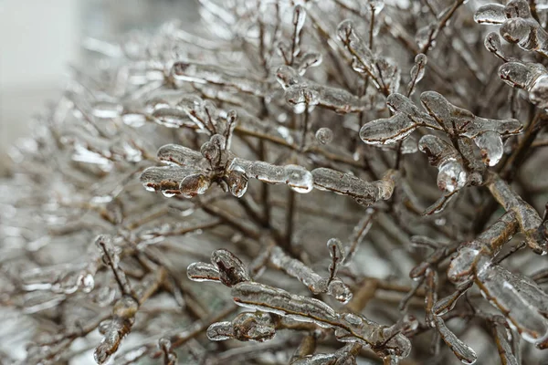 Rami Albero Glassa Ghiaccio All Aperto Giorno Inverno Primo Piano — Foto Stock