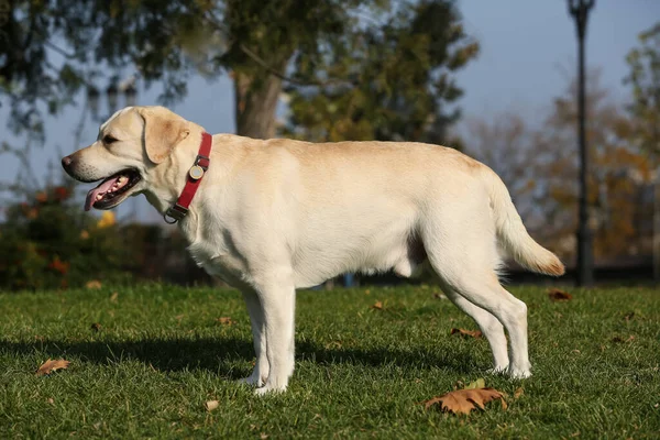 Sarı Labrador Güneşli Bir Günde Parkta — Stok fotoğraf