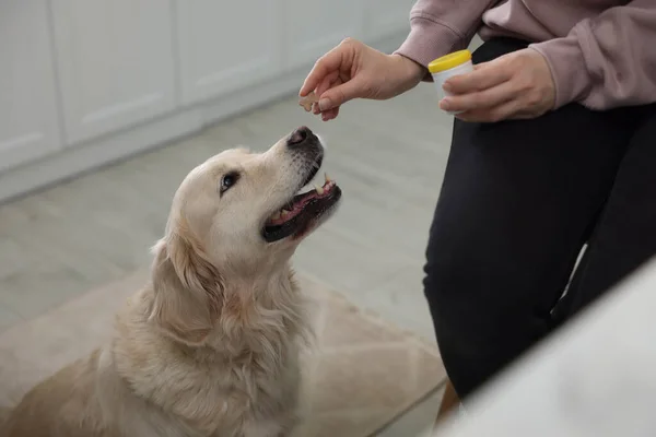 Mulher Dando Pílula Forma Osso Para Cão Bonito Casa Close — Fotografia de Stock